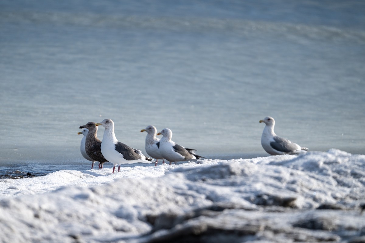 שחף צפחתי - ML649462765