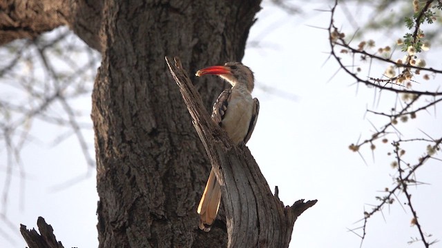 Calao à bec rouge - ML649462837
