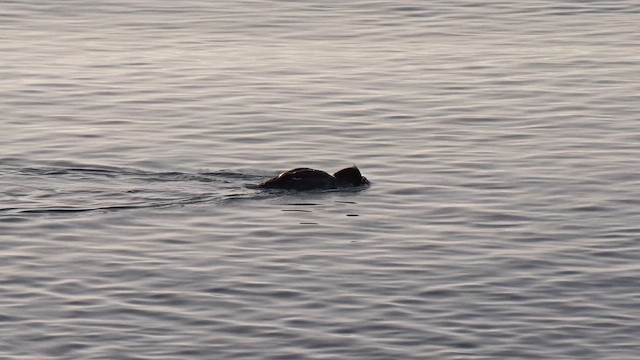 Harle huppé - ML649462840