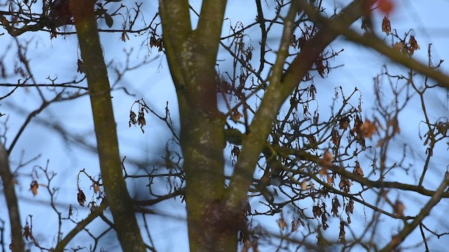 Jaseur boréal - ML649462844