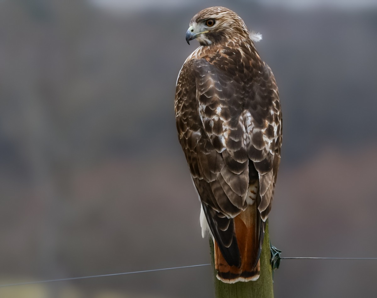 Red-tailed Hawk - ML649463130