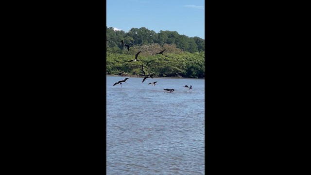 Frégate superbe - ML649463239