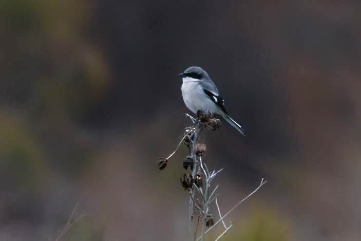 Loggerhead Shrike - ML649463317