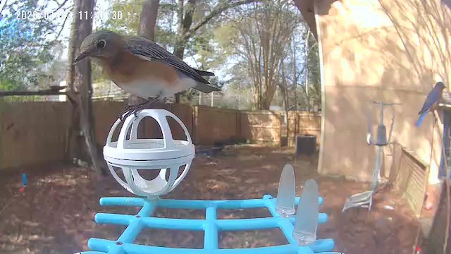 Merlebleu de l'Est - ML649463373