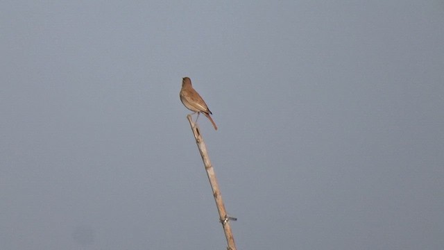 Agrobate roux - ML649463466