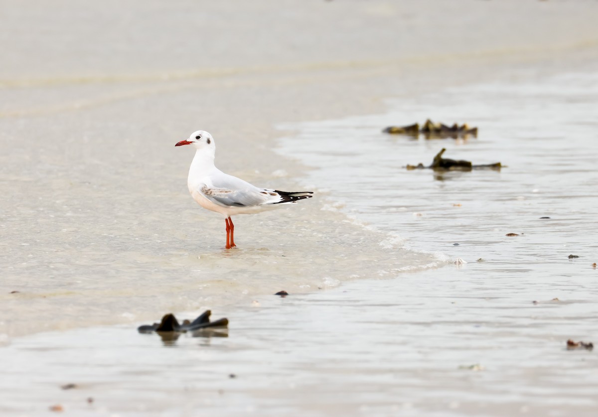 Brown-hooded Gull - ML649463489