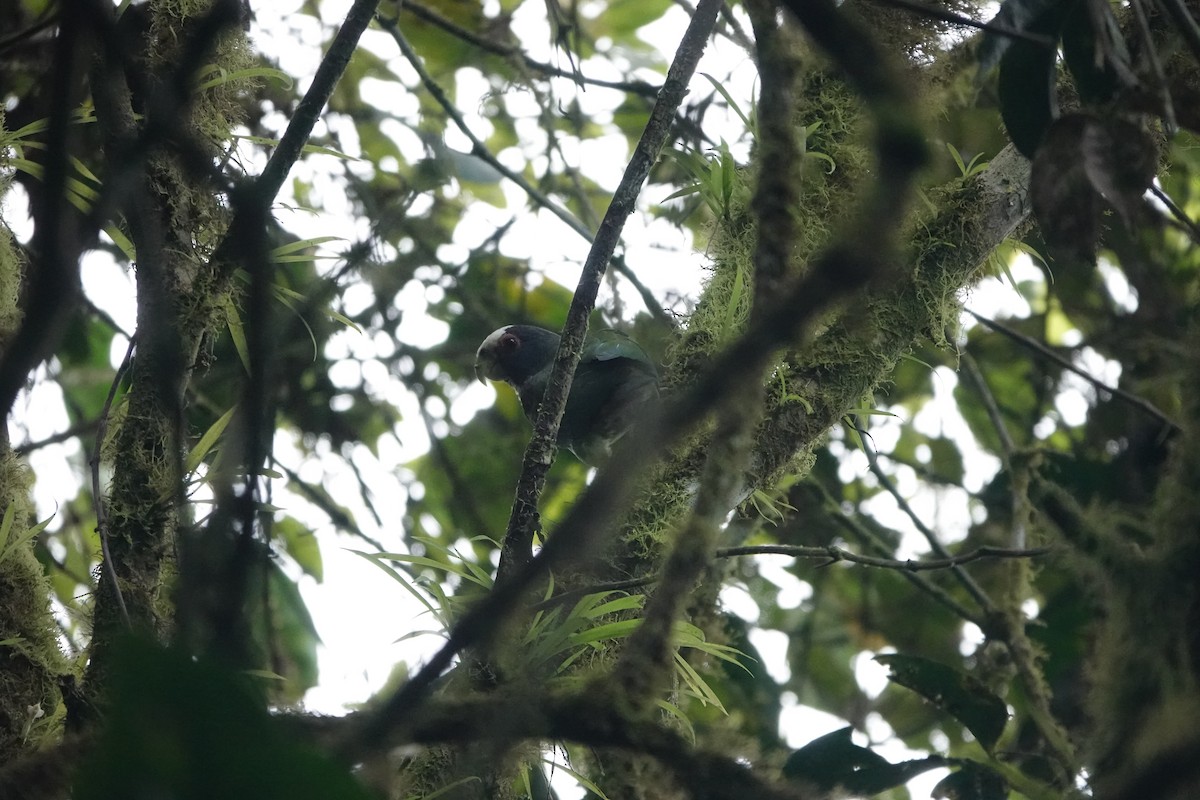 White-crowned Parrot - ML649463521