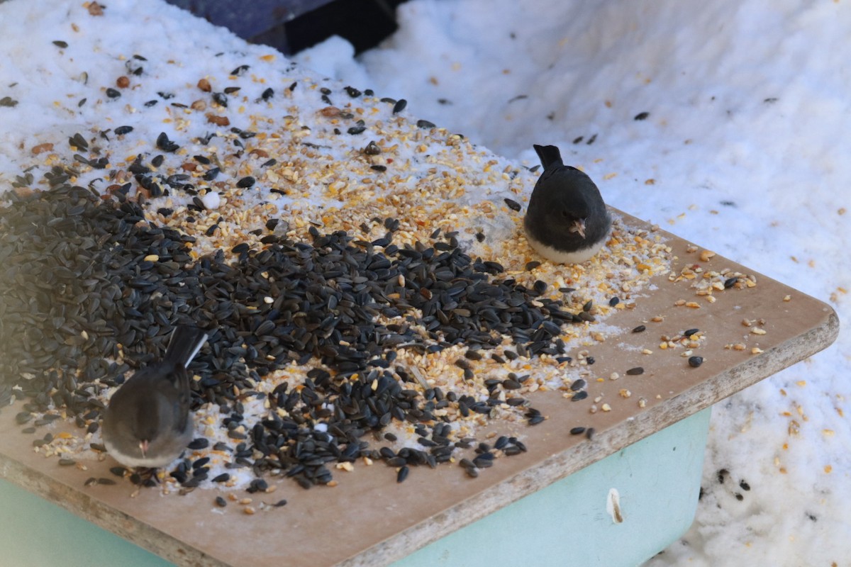 יונקו כהה-עין - ML649463524