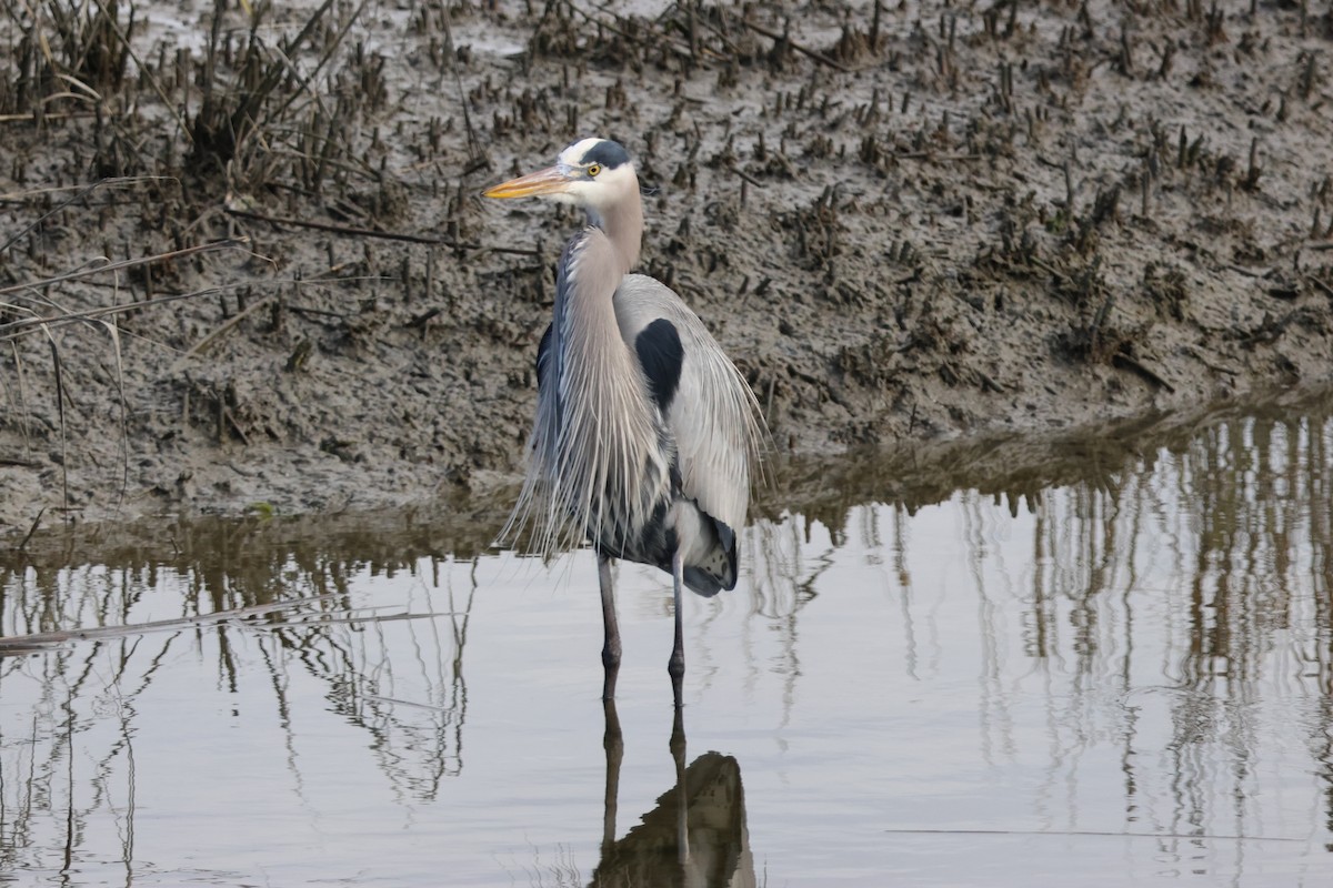 אנפה אמריקנית - ML649463525