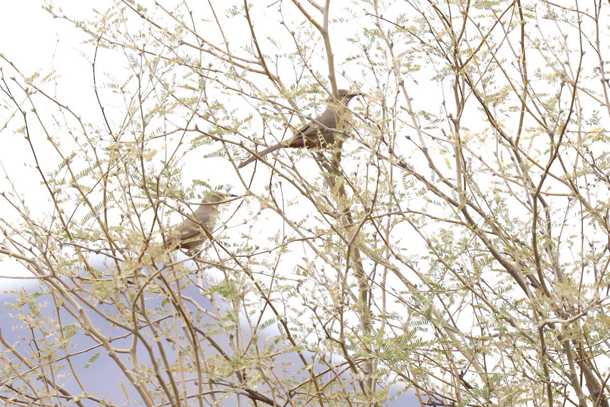 Crissal Thrasher - ML649463527