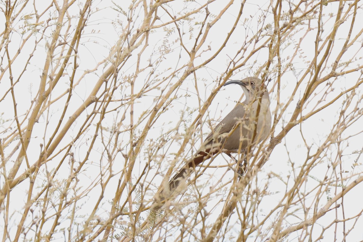 Crissal Thrasher - ML649463529