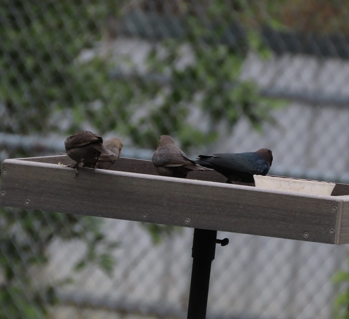 שחרורית חומת-ראש - ML649463531