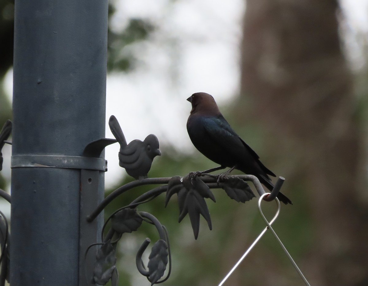 שחרורית חומת-ראש - ML649463532