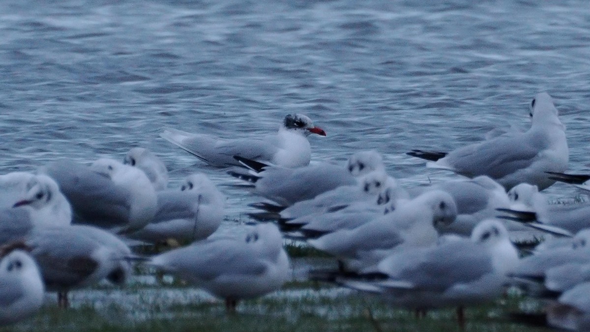 שחף שחור-ראש - ML649463533
