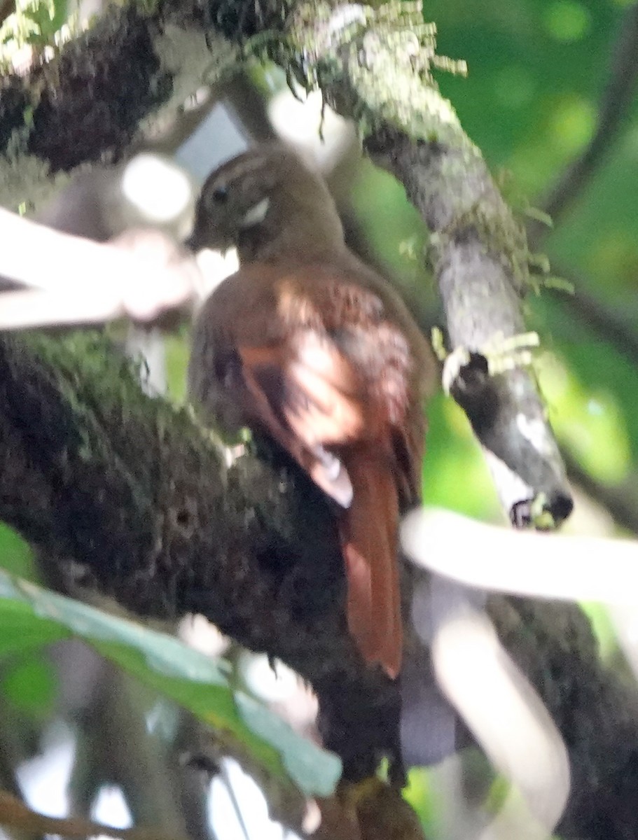 Northern Plain-Xenops - ML649463534