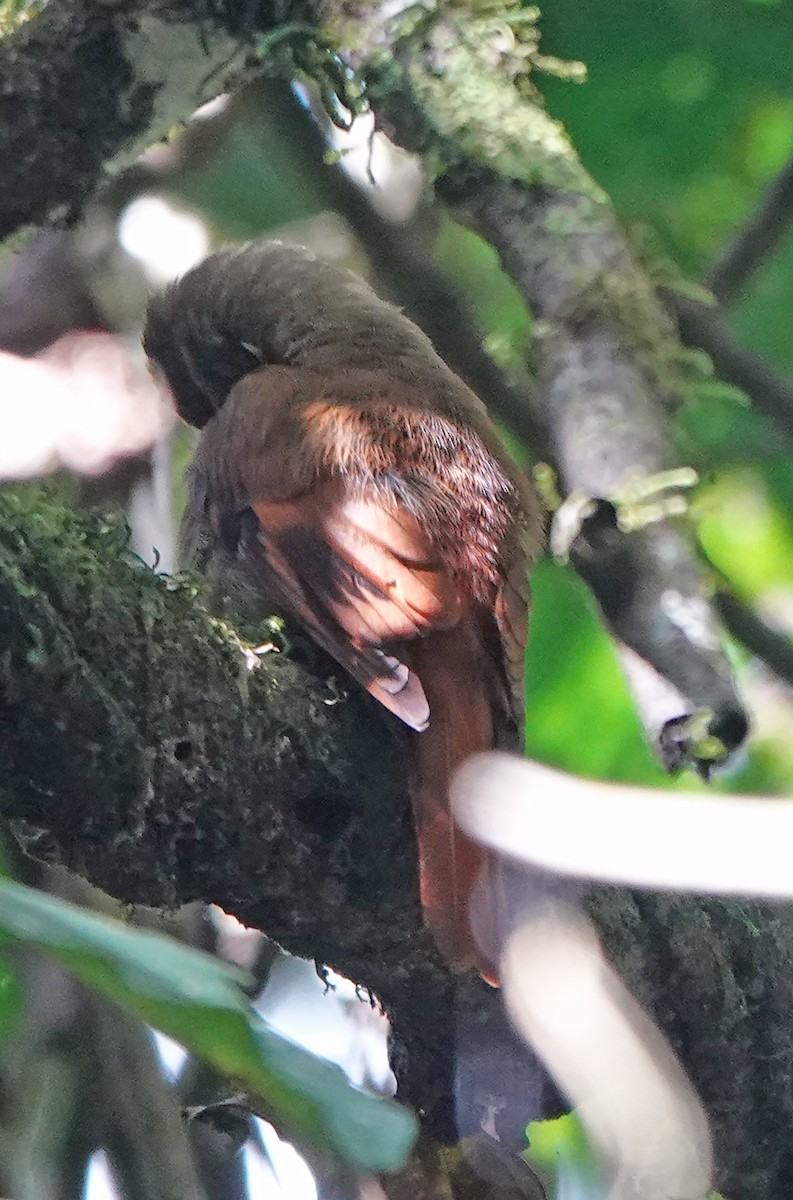 Northern Plain-Xenops - ML649463535