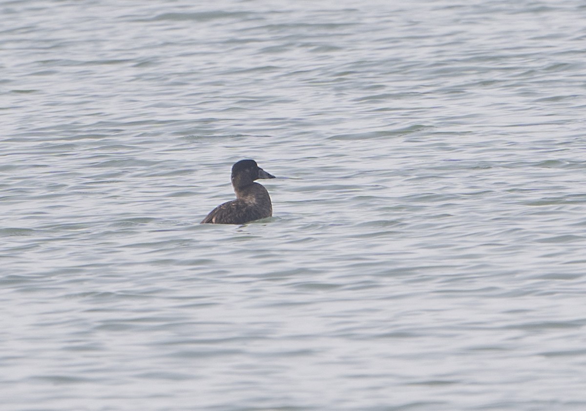 קטיפנית משברים - ML649463536
