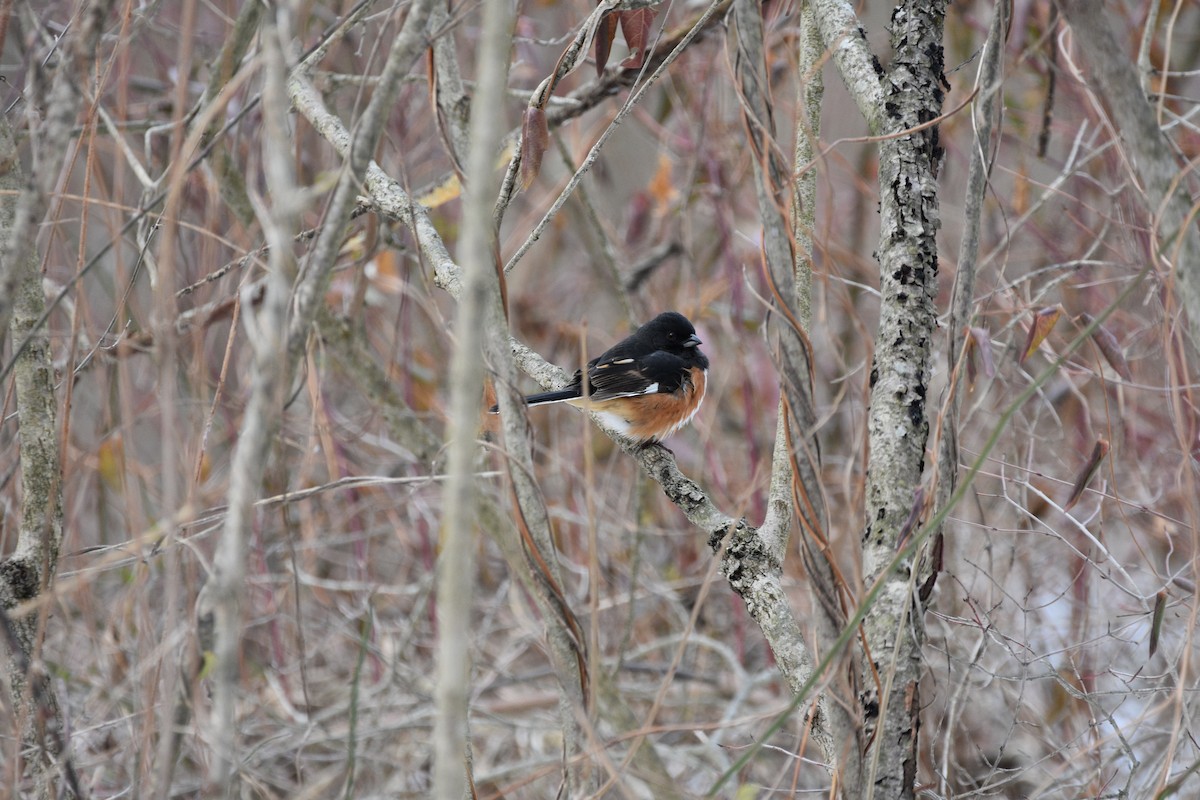 טואי אדום-עין - ML649463537