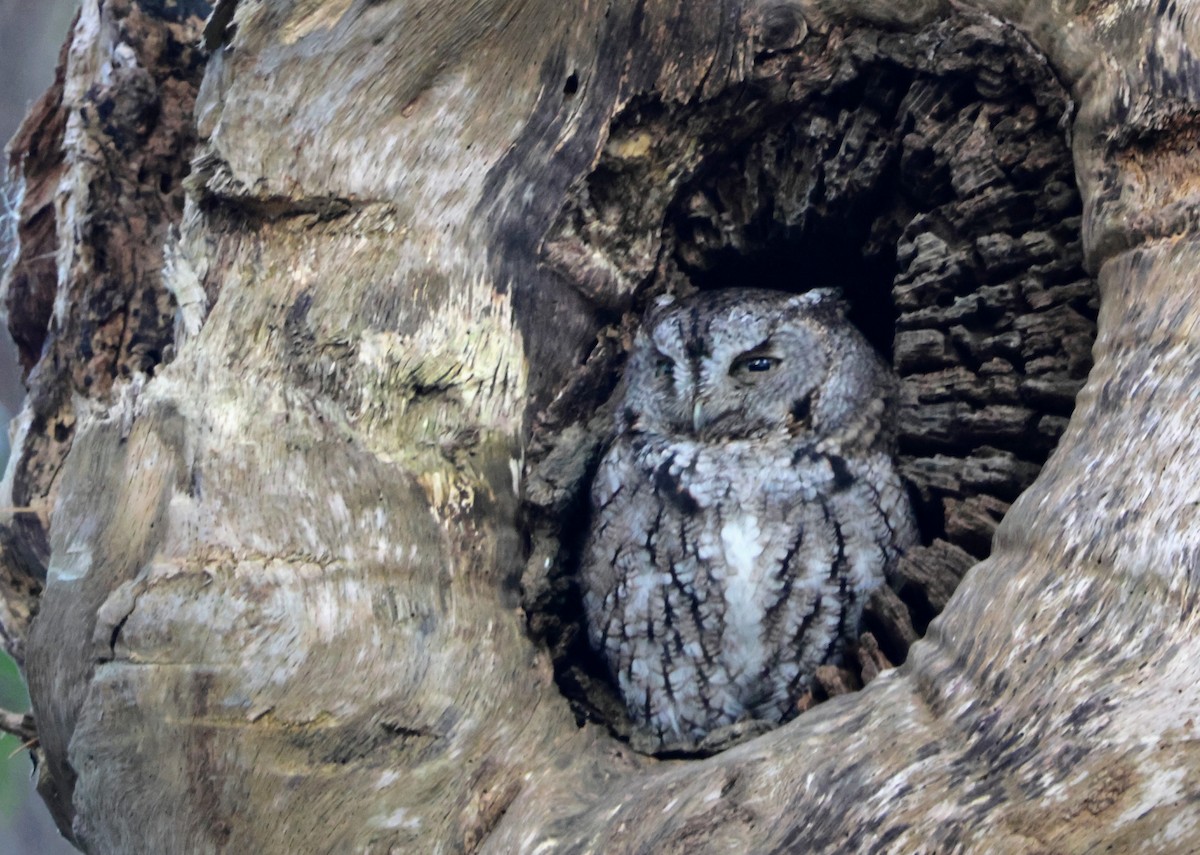 Eastern Screech-Owl - ML649463538
