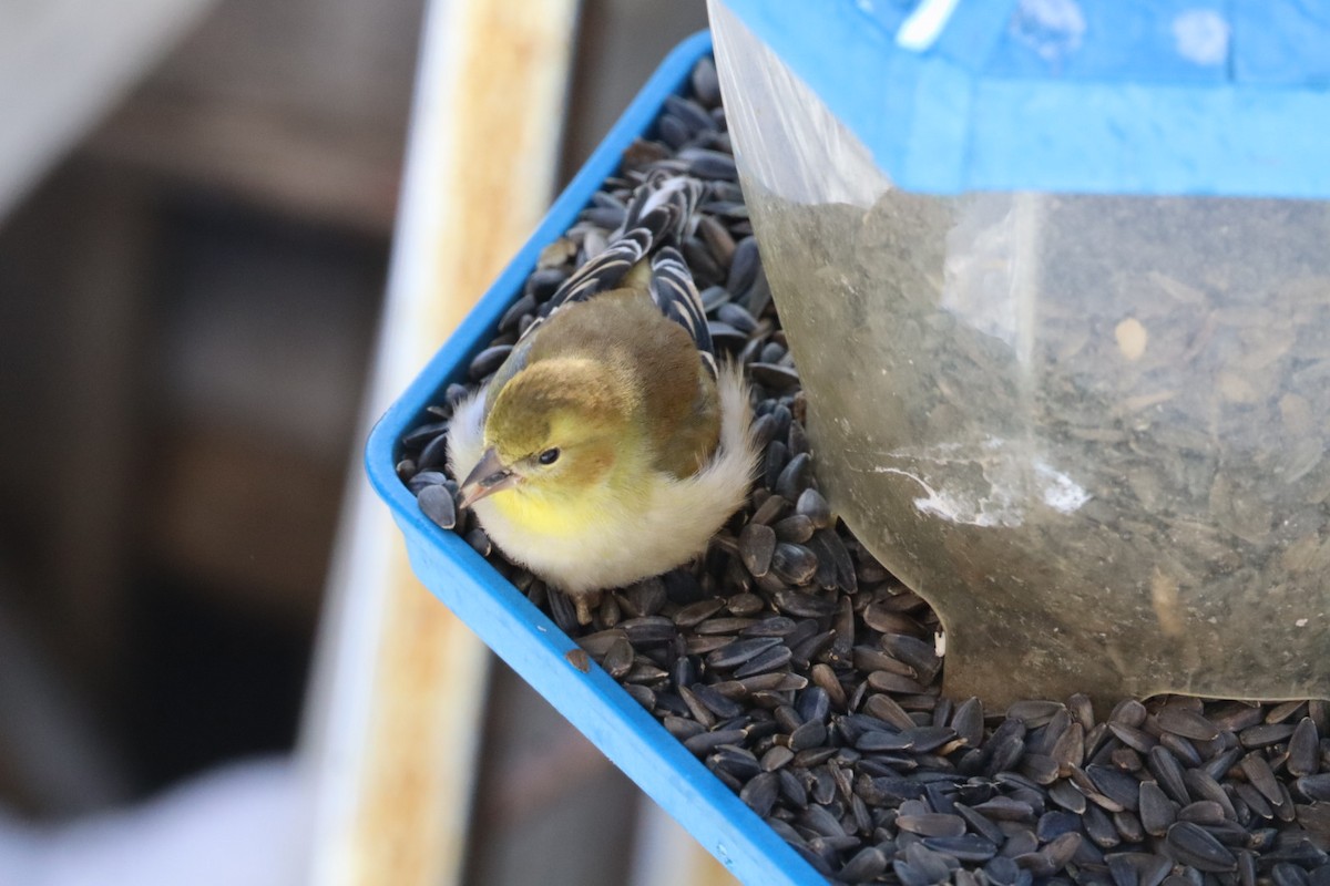 American Goldfinch - ML649463539