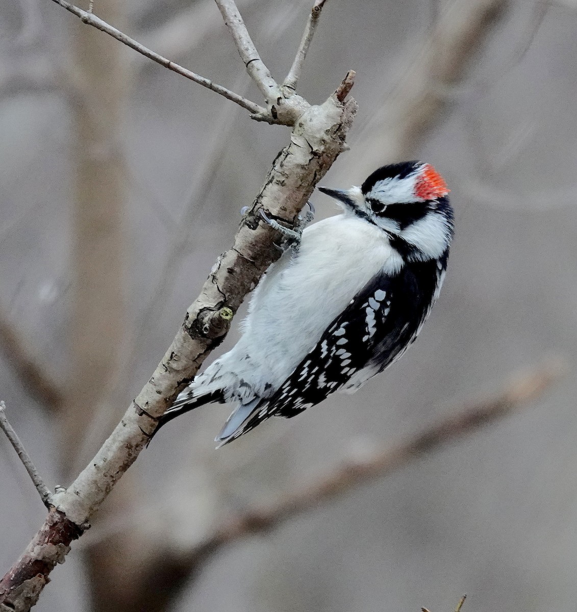 Downy Woodpecker - ML649463540