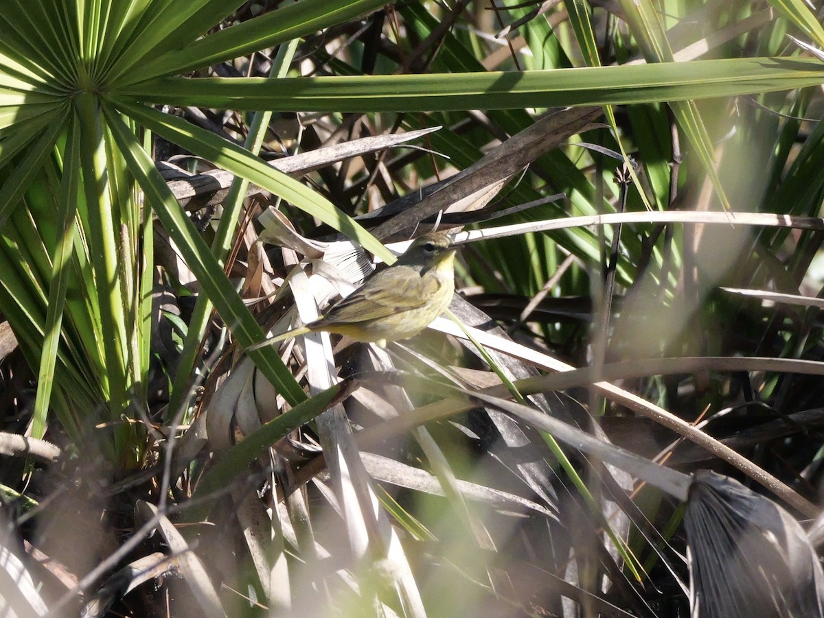 Palm Warbler (Western) - ML649463545