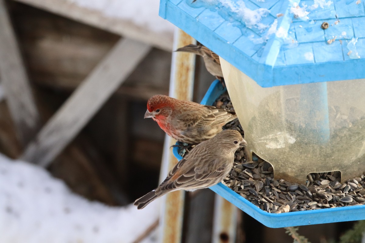 House Finch - ML649463547