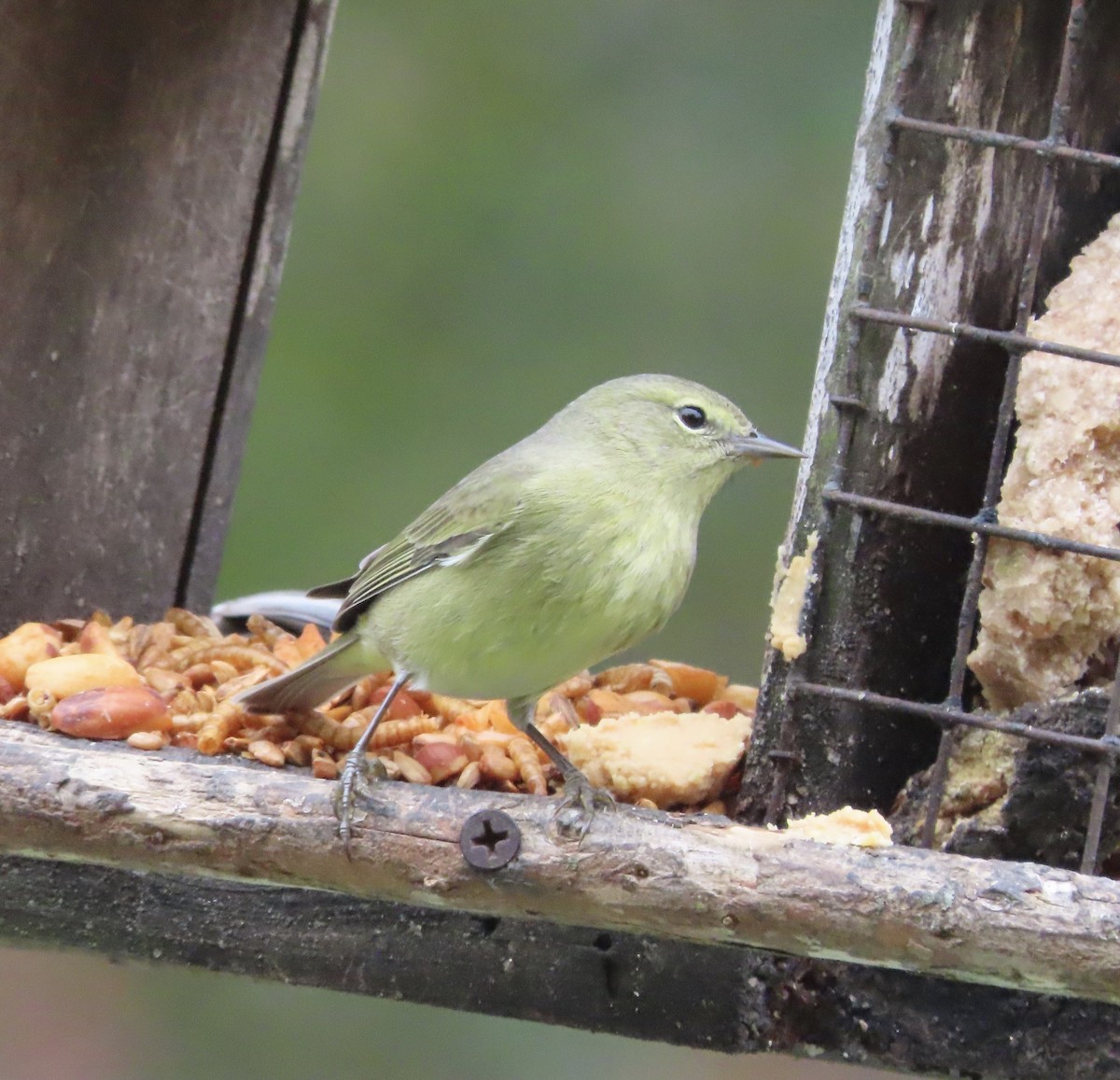 Orange-crowned Warbler - ML649463548