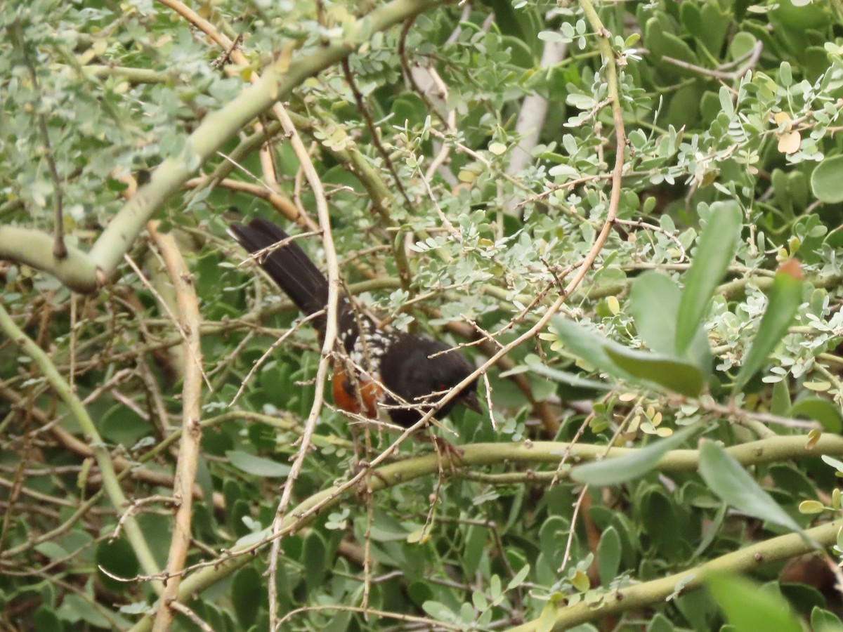 Spotted Towhee - ML649463549