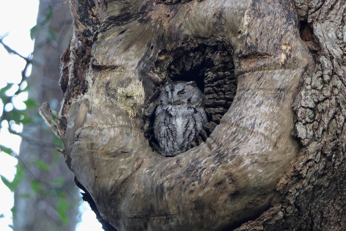 Eastern Screech-Owl - ML649463550