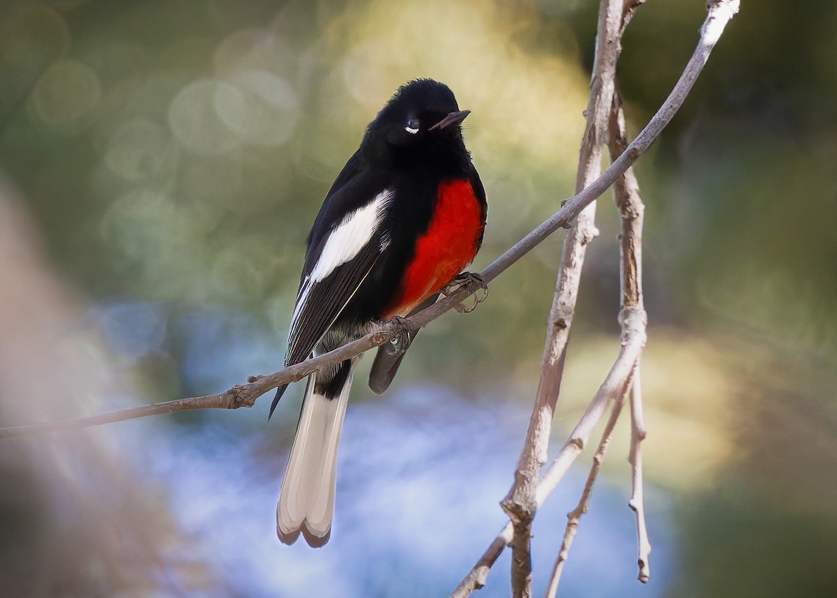 Painted Redstart - ML649463551