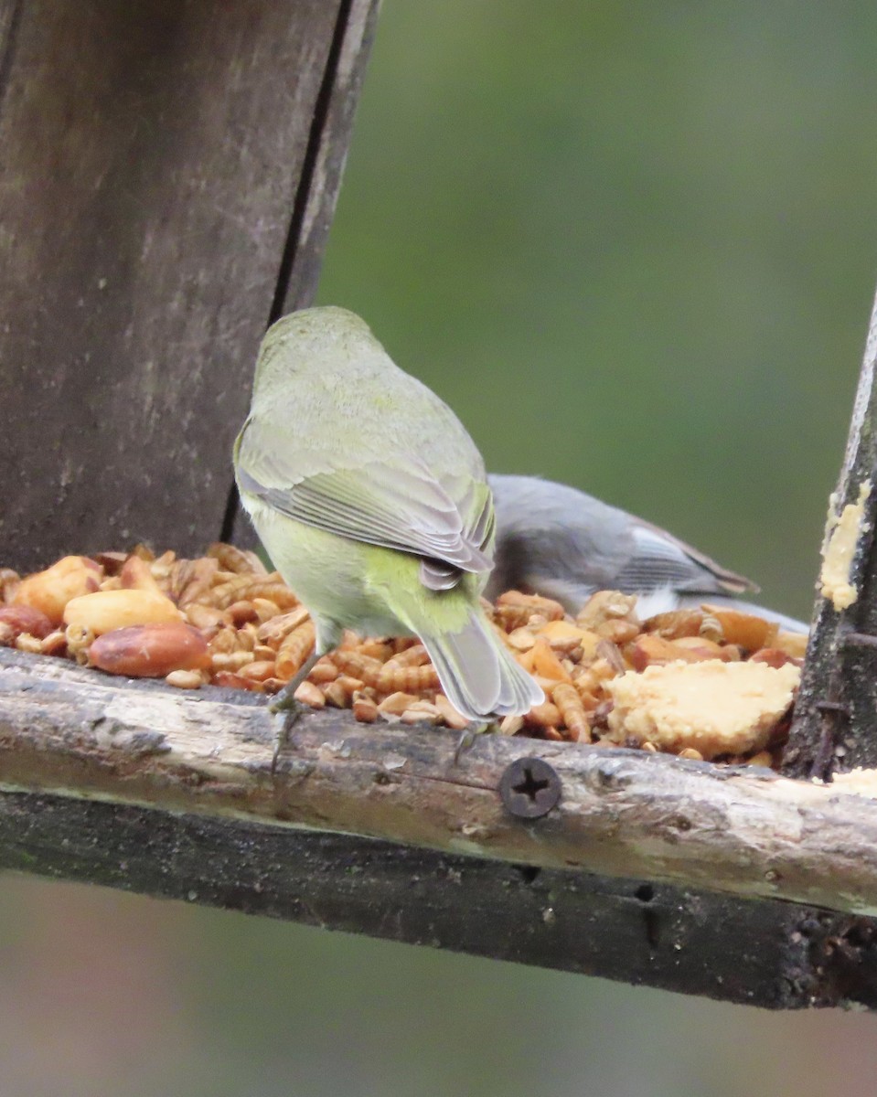 Orange-crowned Warbler - ML649463553