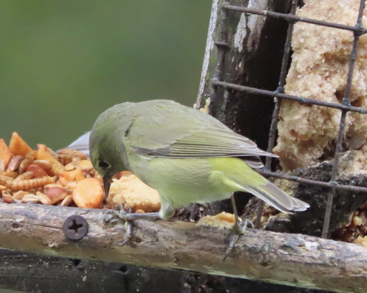Orange-crowned Warbler - ML649463554
