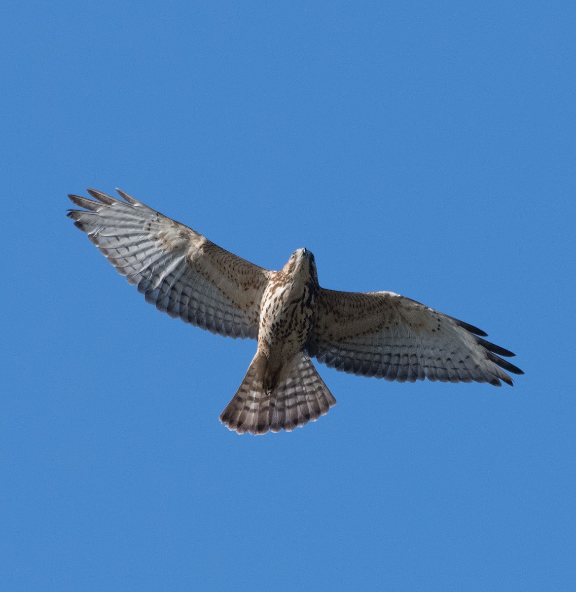 Busardo Aliancho - ML649463632