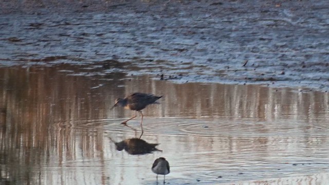 Petit Chevalier - ML649463677