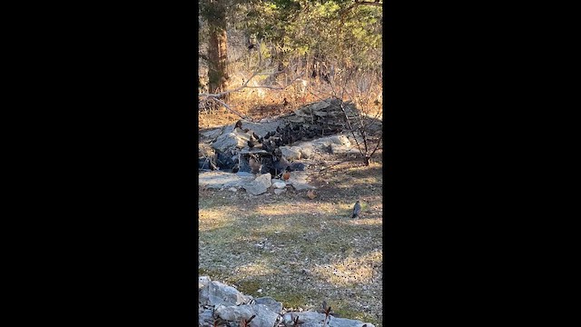 Étourneau sansonnet - ML649463699