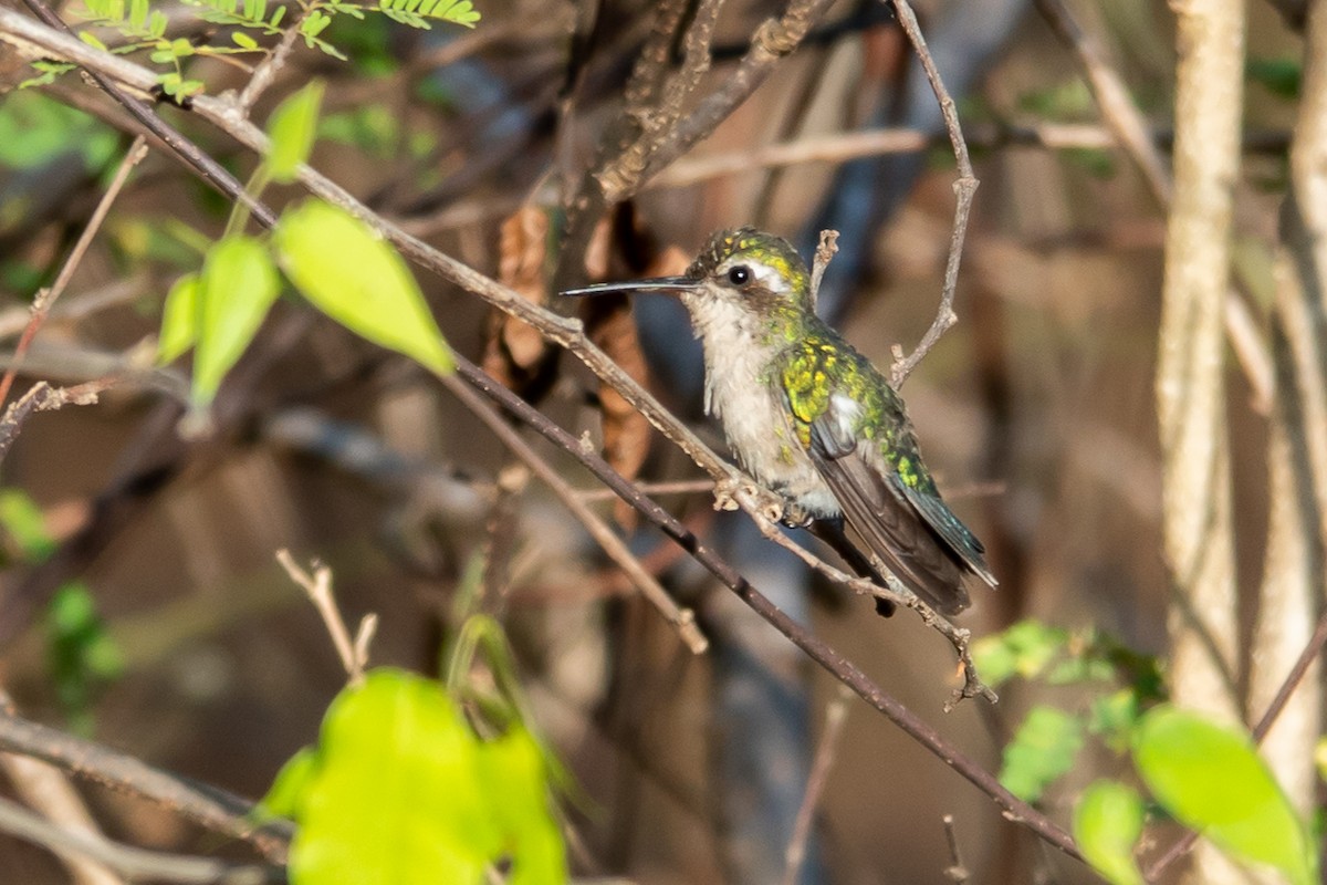 Kırmızı Gagalı Zümrüt - ML649463860