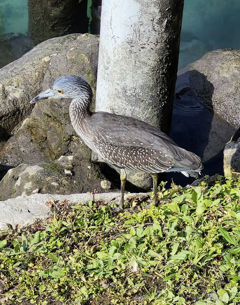 Yellow-crowned Night Heron - ML649464023