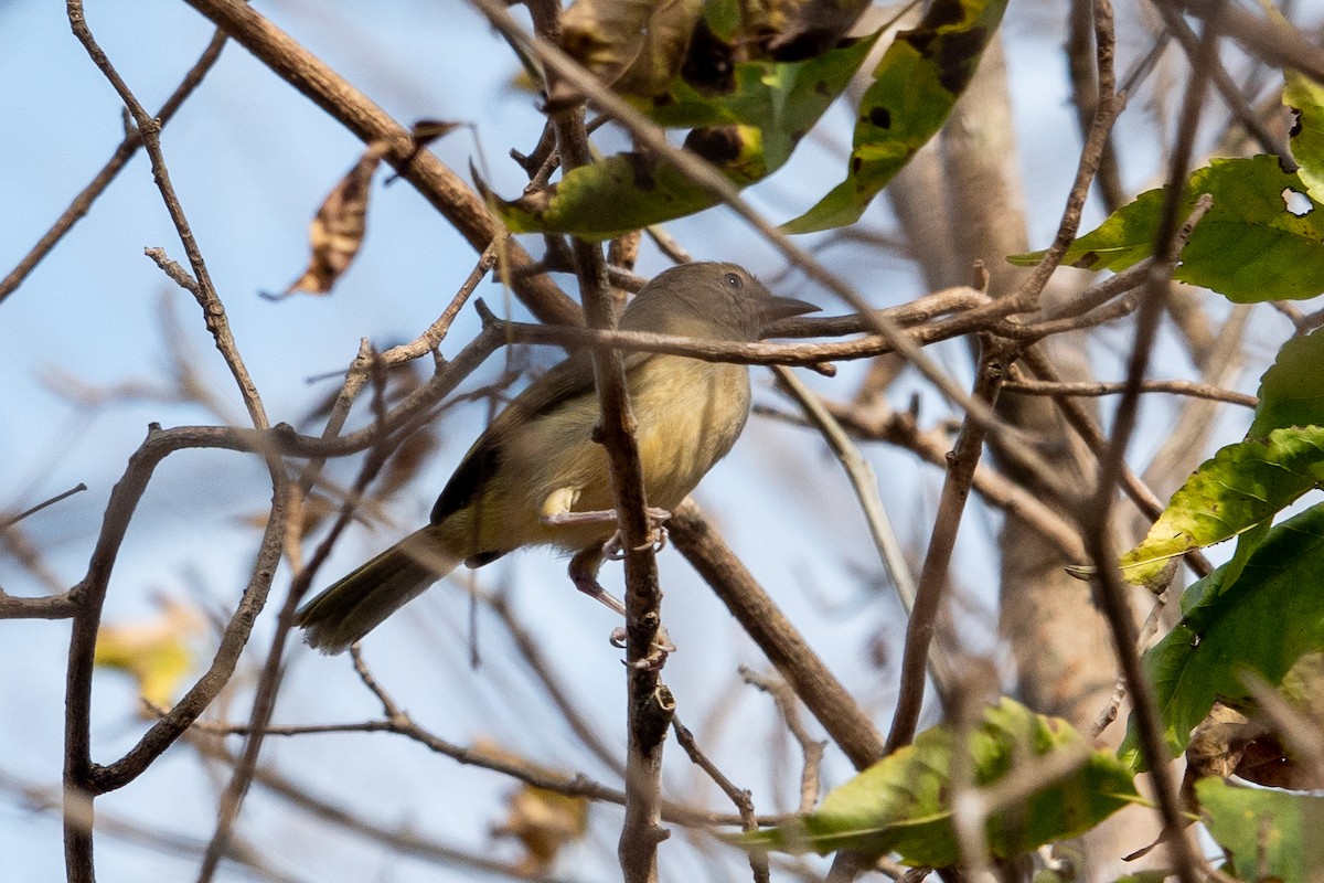 Çalılık Yaprak Vireosu - ML649464066