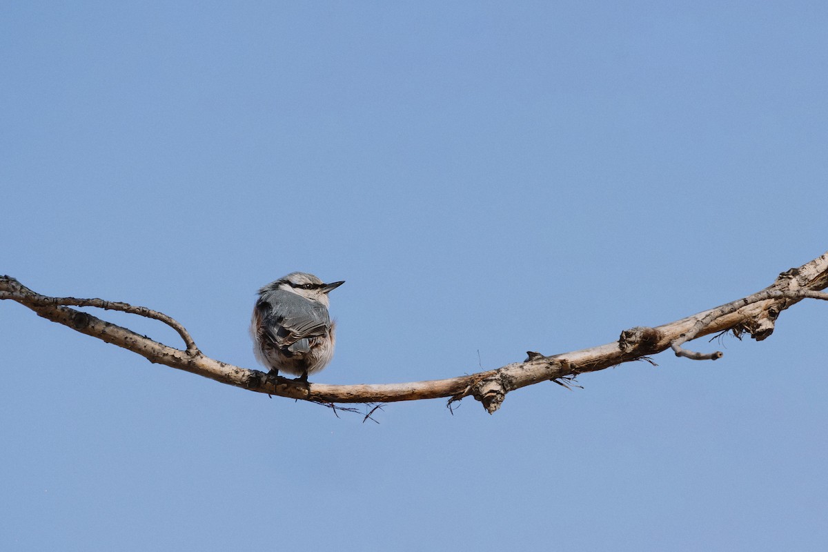 Повзик звичайний - ML649464120