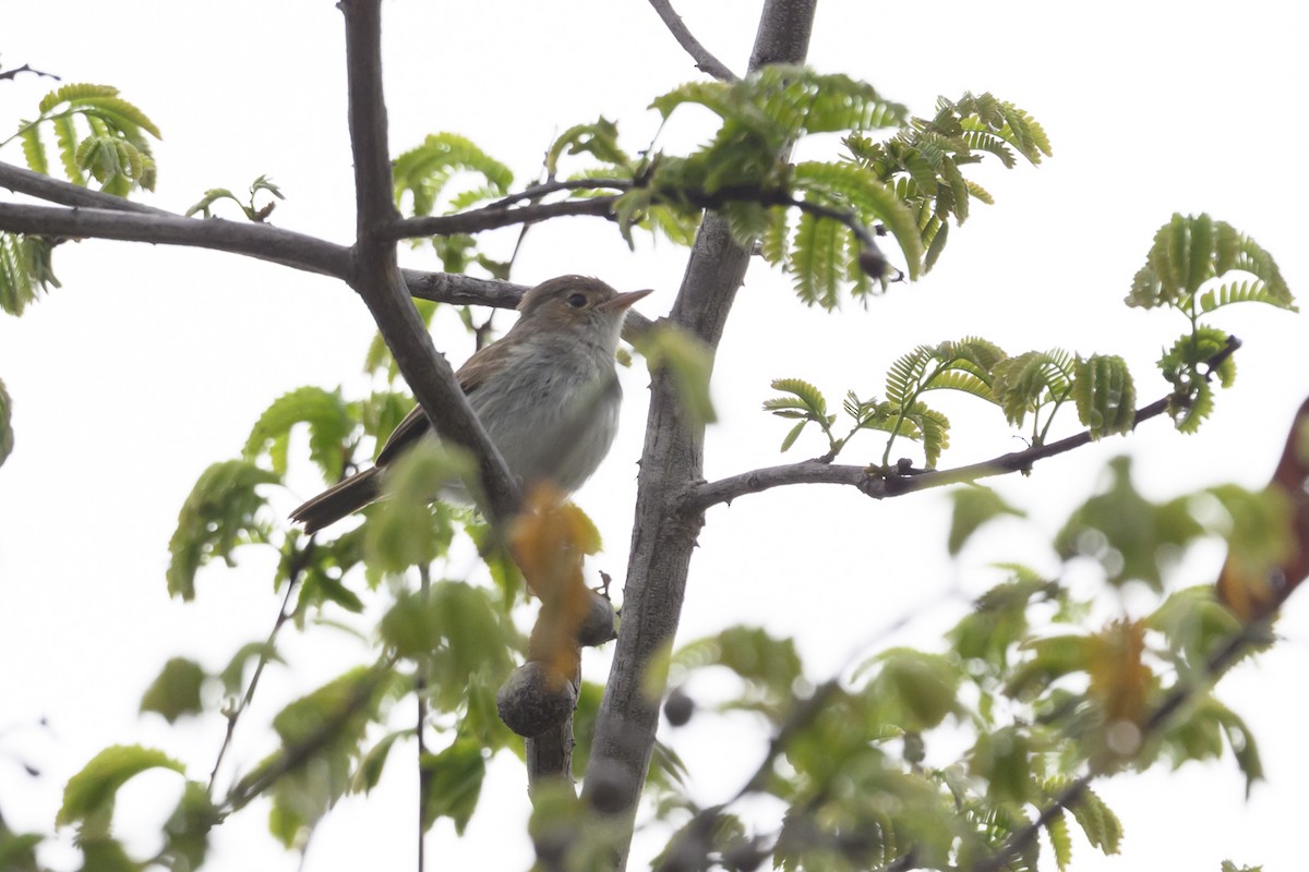 Fulvous-crowned Scrub-Tyrant - ML649464366