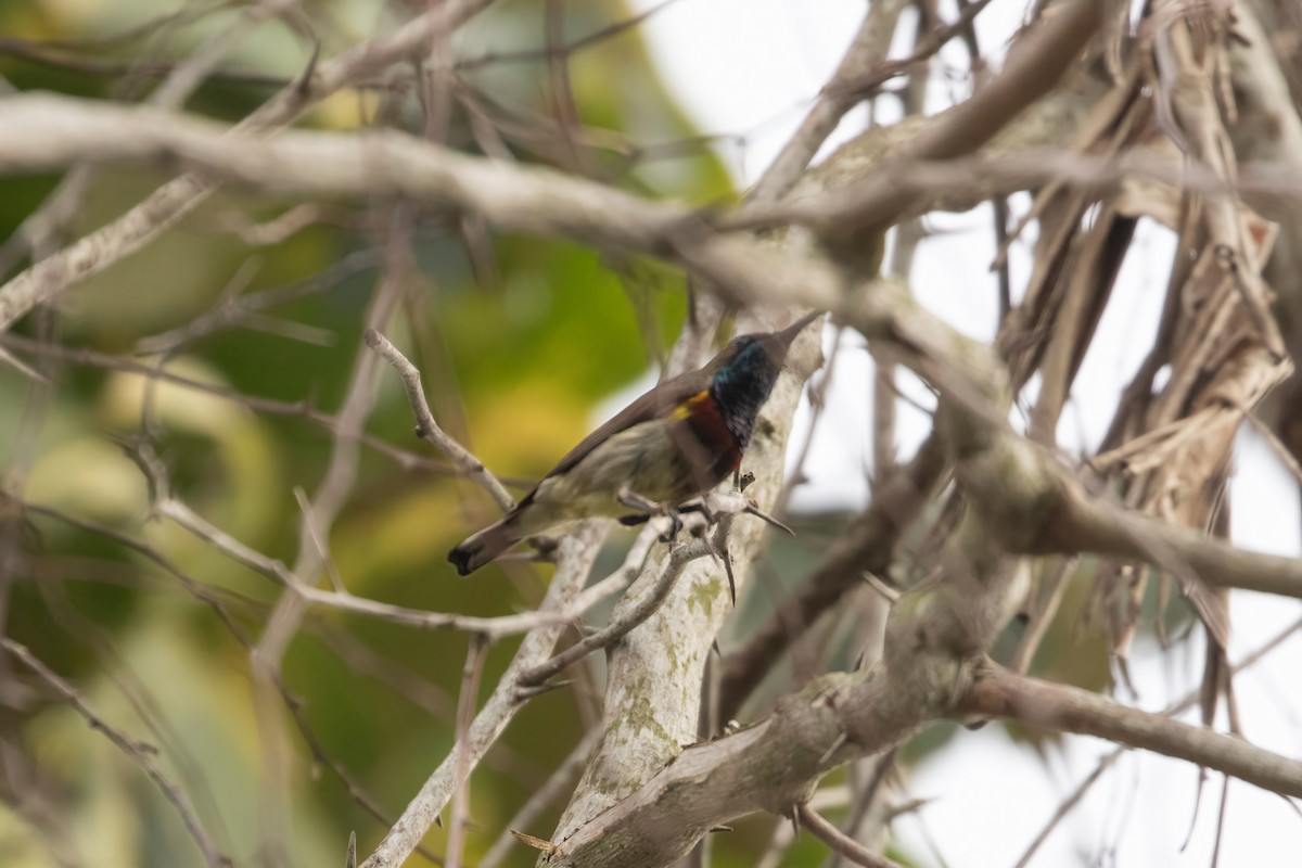 Ornate Sunbird (Cream-bellied) - ML649464554