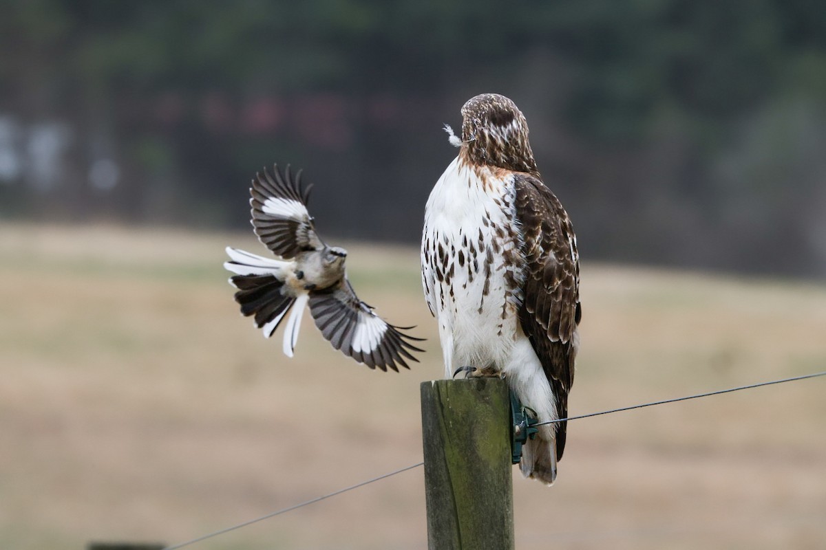 Northern Mockingbird - ML649464769