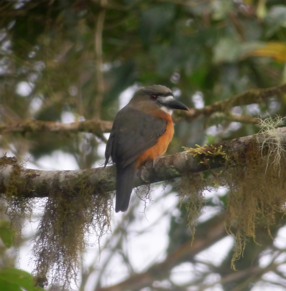 Buco Cariblanco - ML649464850