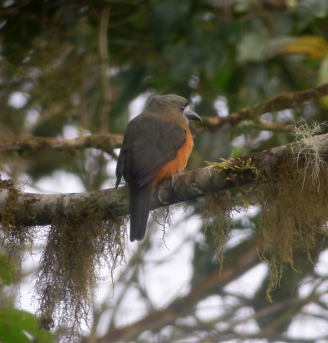 Buco Cariblanco - ML649464851