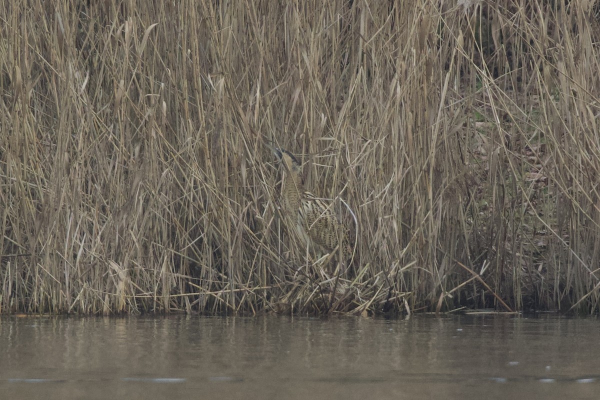 אנפה משורטטת - ML649465127