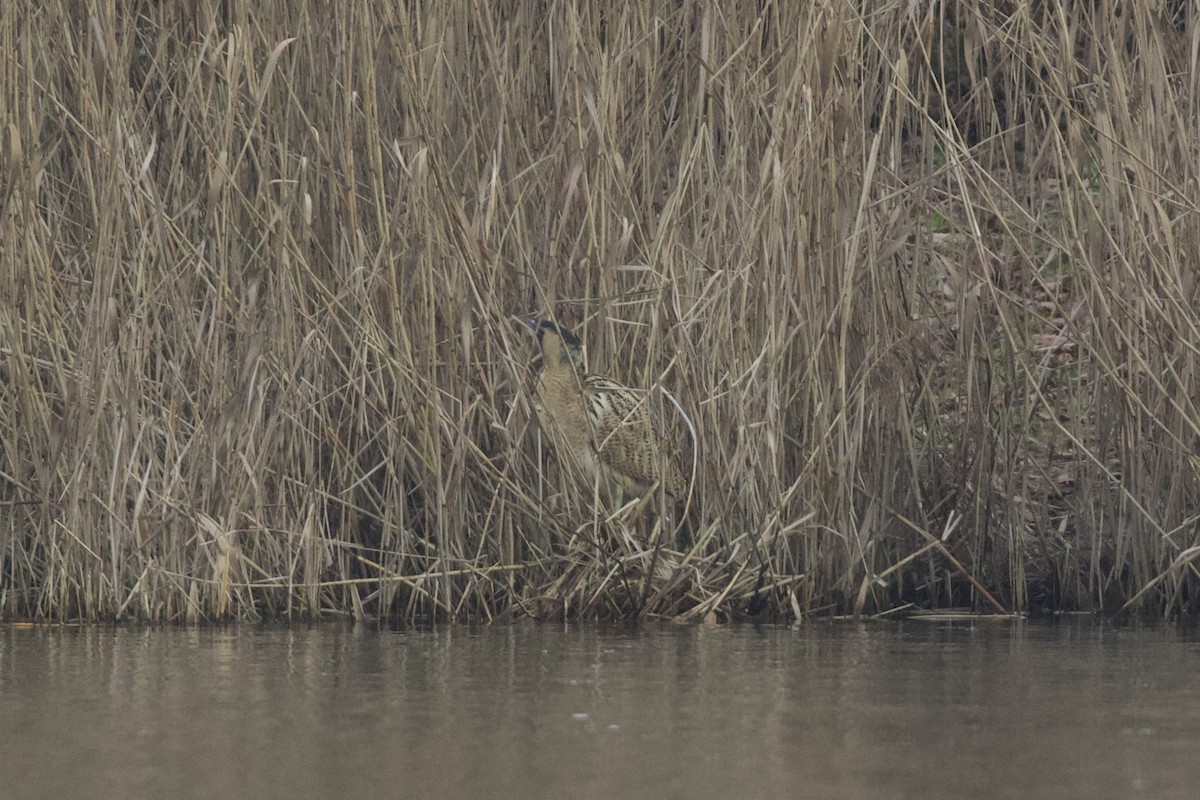 אנפה משורטטת - ML649465128