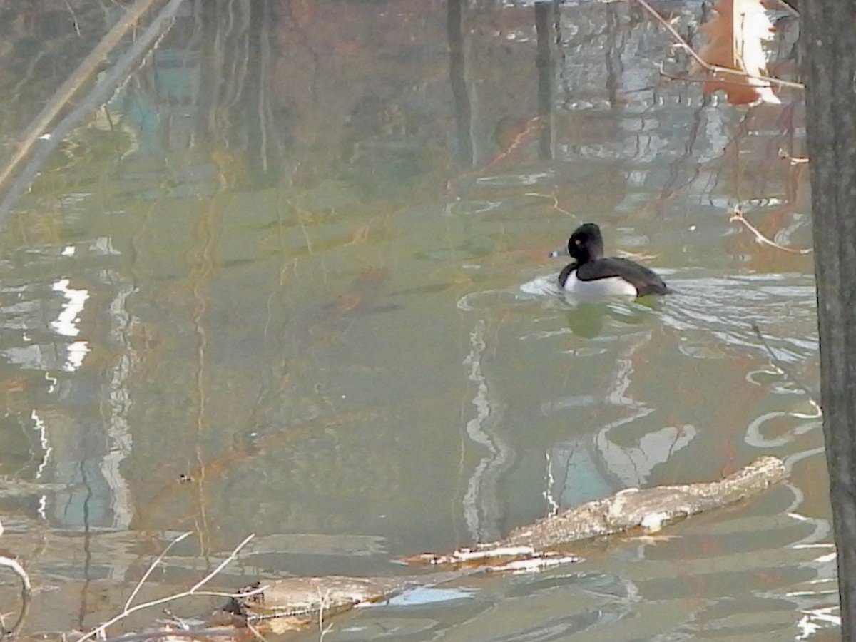 Ring-necked Duck - ML649465237