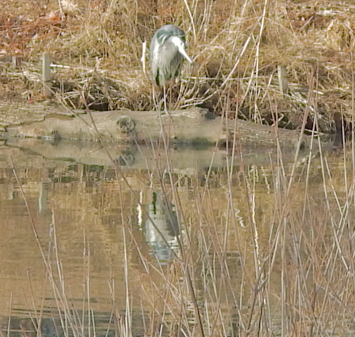 Great Blue Heron (Great Blue) - ML649465247