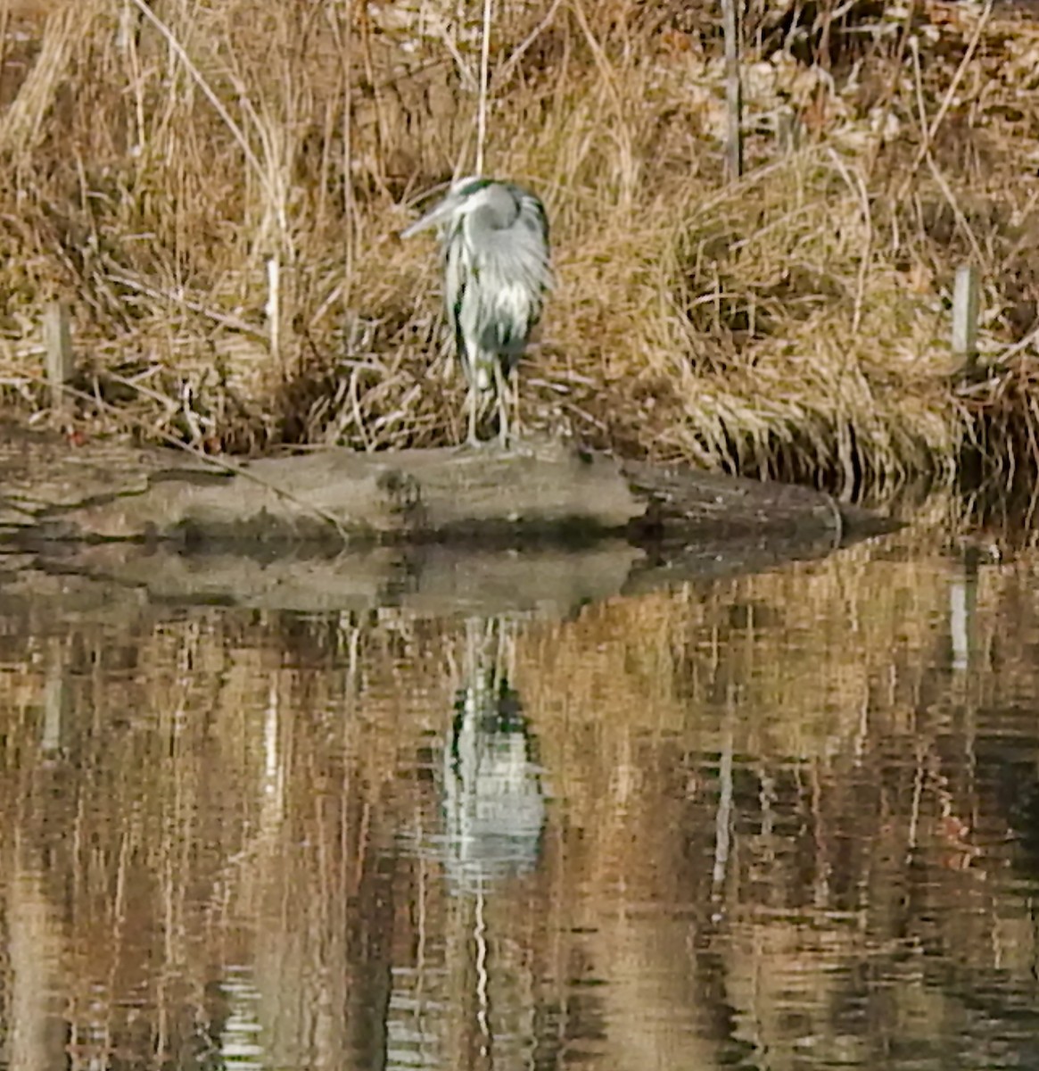 Great Blue Heron (Great Blue) - ML649465248